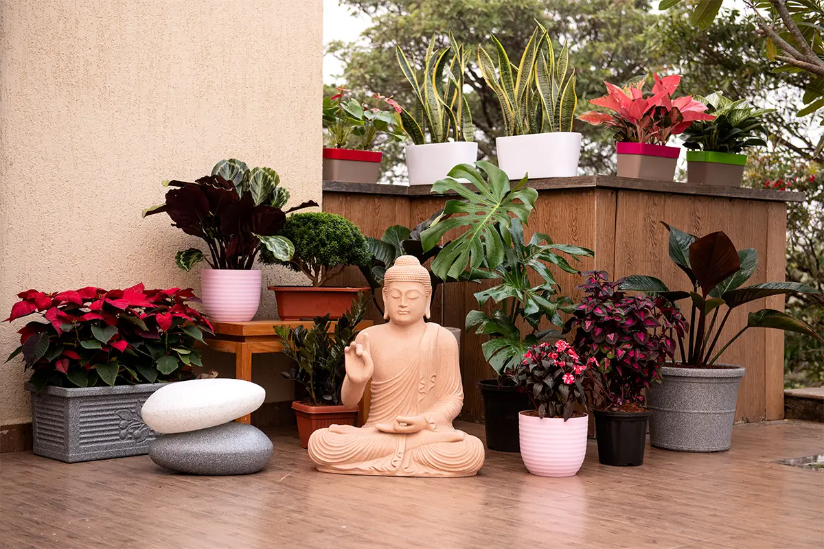 buy plants and pots online